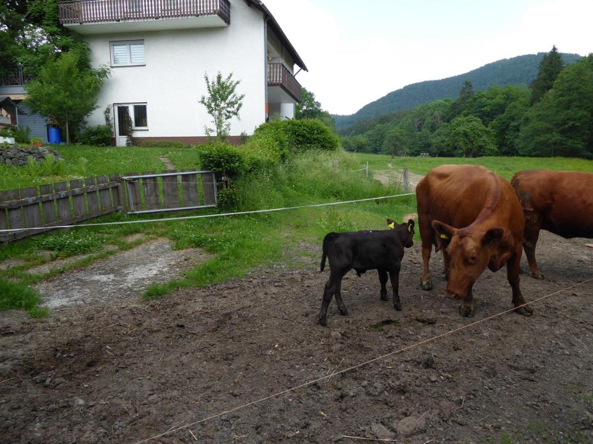 Pension Haus Zur Orke ヴィンターベルク エクステリア 写真